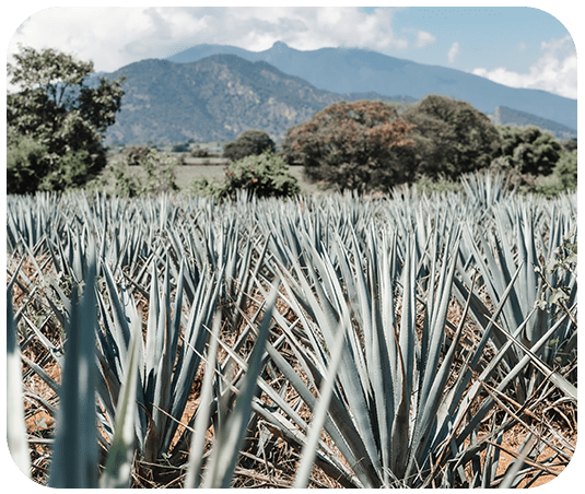 A field of agave plants with mountains in the background.